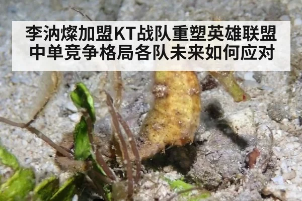 李汭燦加盟KT战队重塑英雄联盟中单竞争格局各队未来如何应对